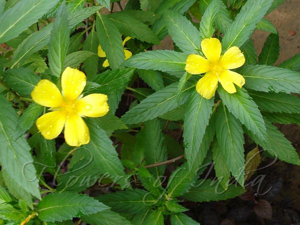 Yellow Alder